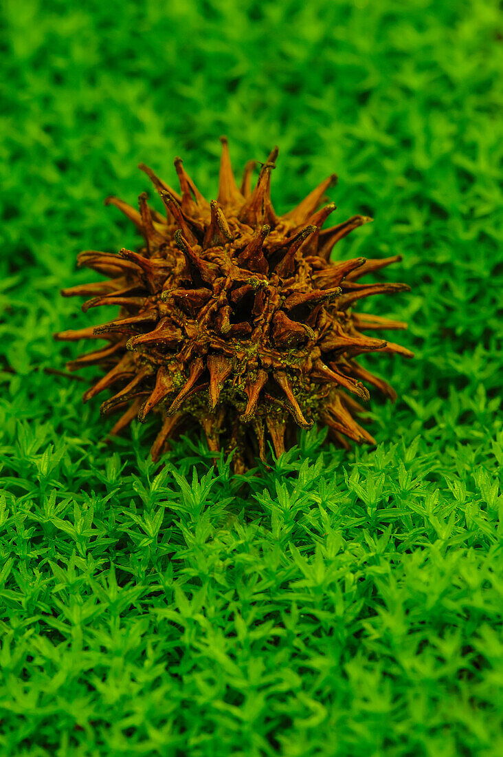 'Sweetgum tree seed ball lying on moss great smoky mountains national park;Tennessee united states of america'