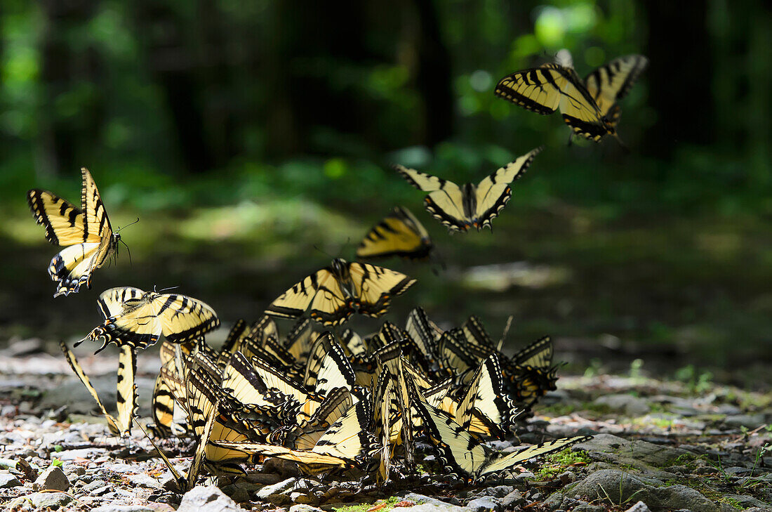 'Abundance of eastern tiger swallowtail (papilio glaucus) butterflies on rocky ground in great smoky mountains national park;Tennessee united states of america'