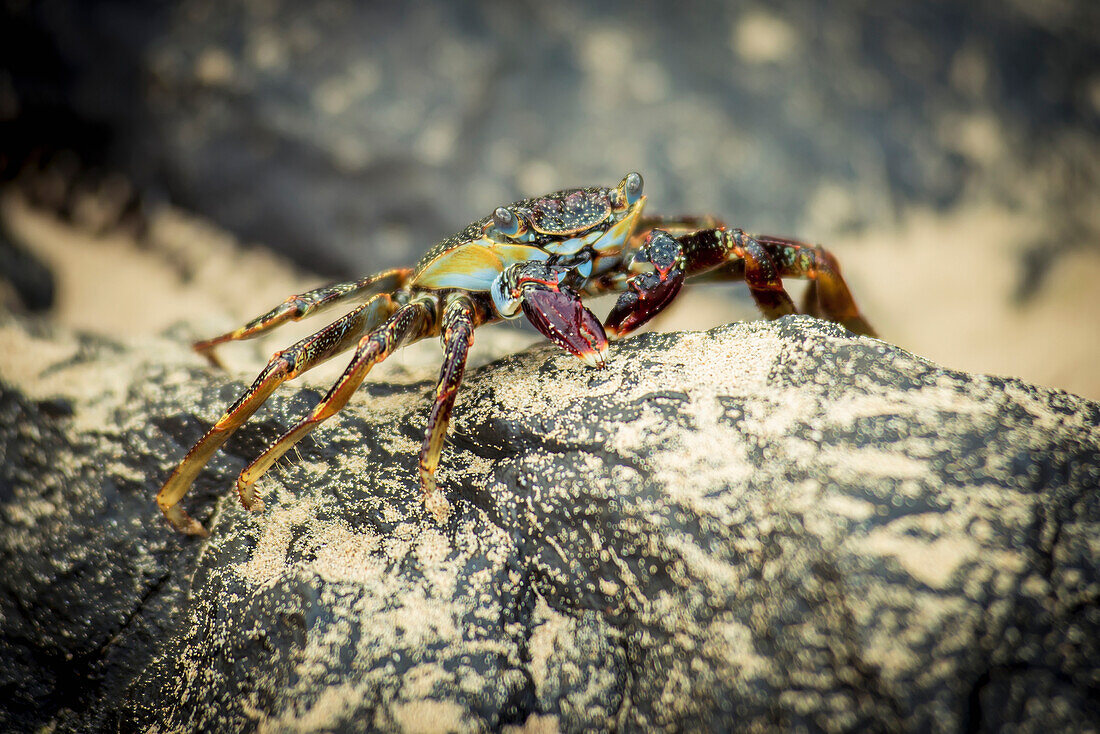 'Crab on a rock in praia sancho;Fernando de noronha pernambuco brazil'