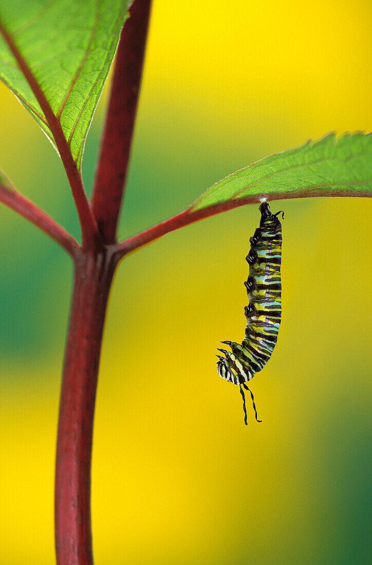 'Caterpillar hanging from a plant stem;British columbia canada'