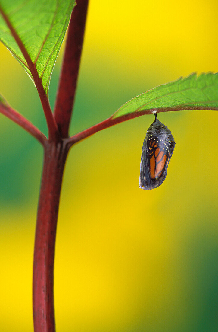 'Monarch butterfly beginning to emerge from chrysalis during pupa stage of butterfly metamorphosis;British columbia canada'