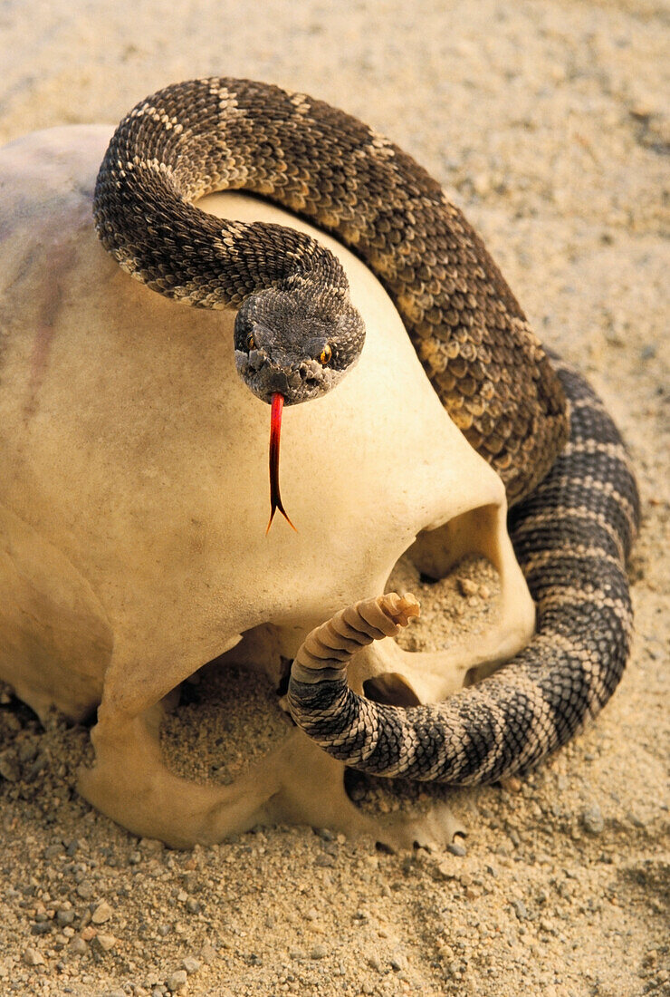 'Northern rattlesnake (crotalus horridus) coiled around human skull;British columbia canada'