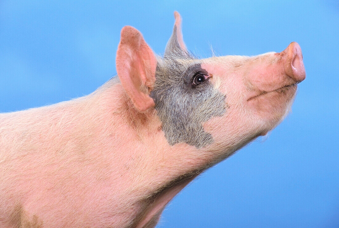 'Pig with a blue background;British columbia canada'