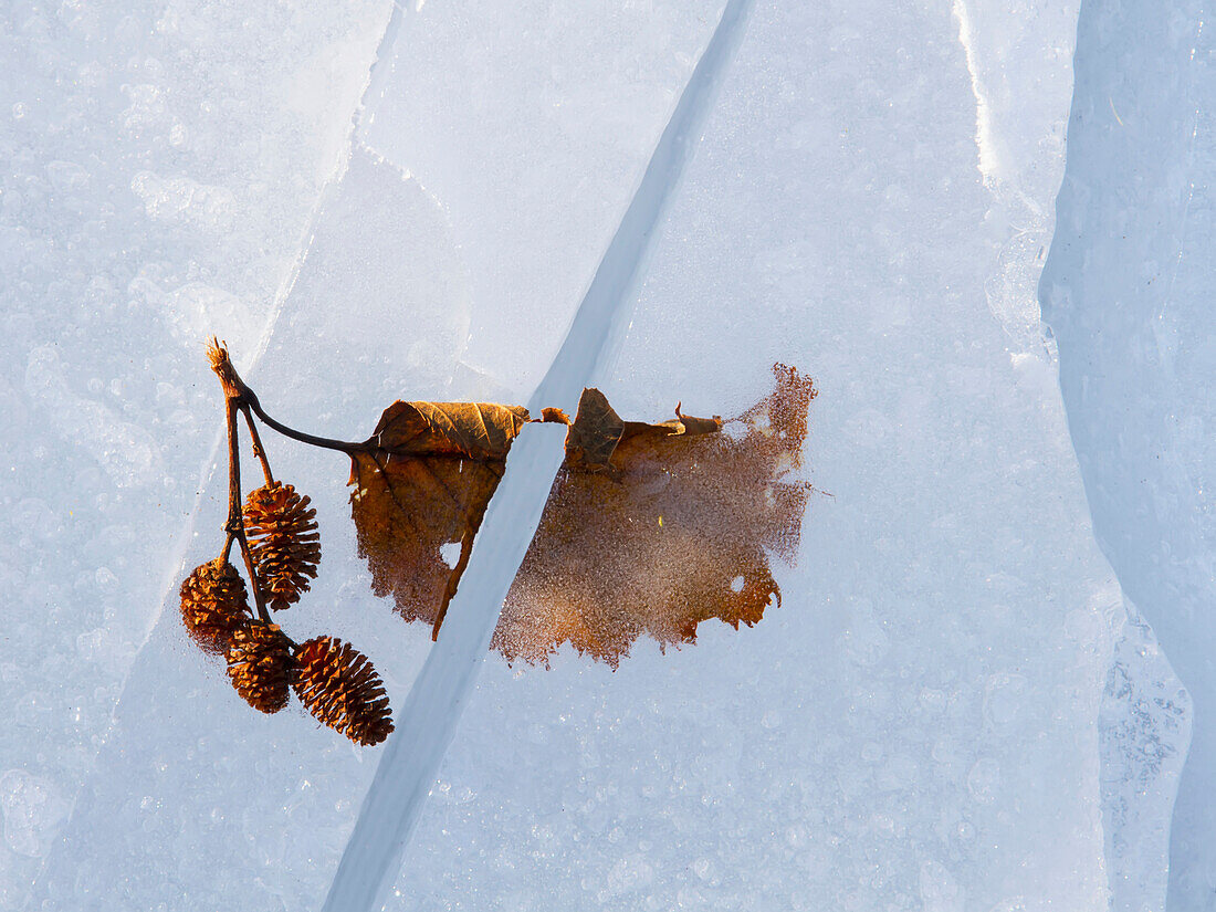 'Alder leaf encased in lake ice and then split in half when crack formed;Pasagshak kodiak island alaska united states of america'