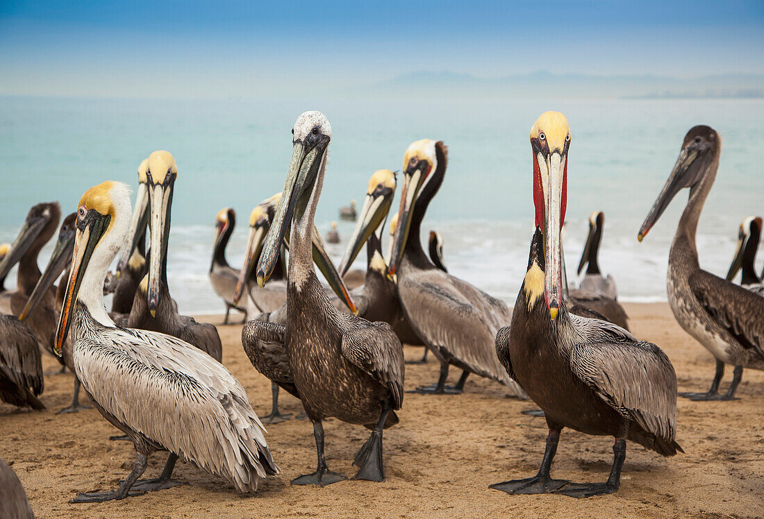 'Pelicans on the beach;Puerto vallarta mexico'