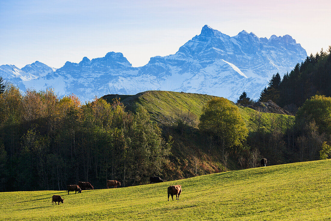 'Cattle grazing in a field near leysen;Lieux suisse switzerland'