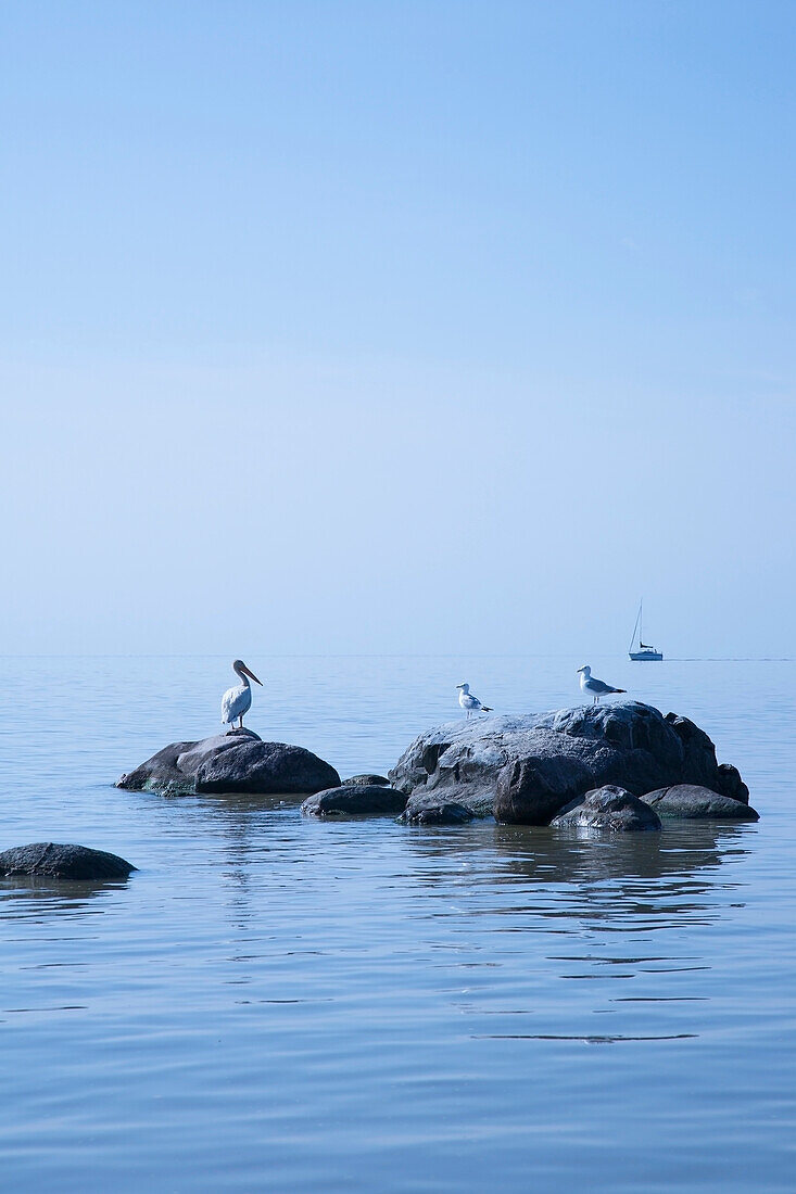 'Pelican and gulls on rocks in lake winnipeg with a boat in the distance;Winnipeg manitoba canada'