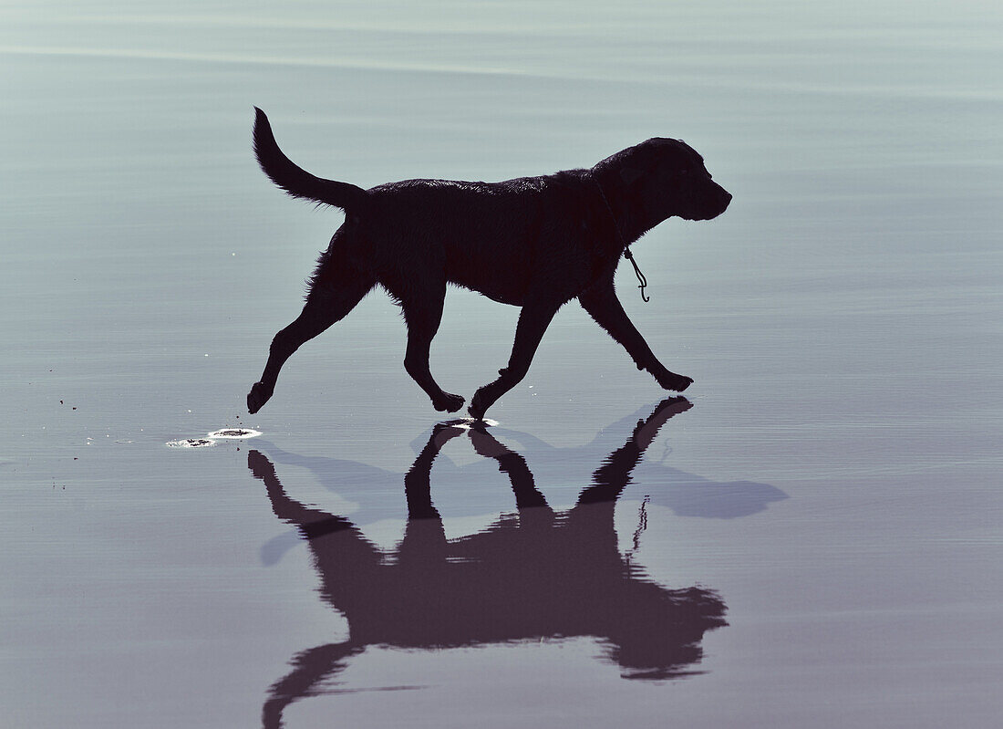 'A dog walking on shallow water along a beach;Tarifa cadiz andalusia spain'