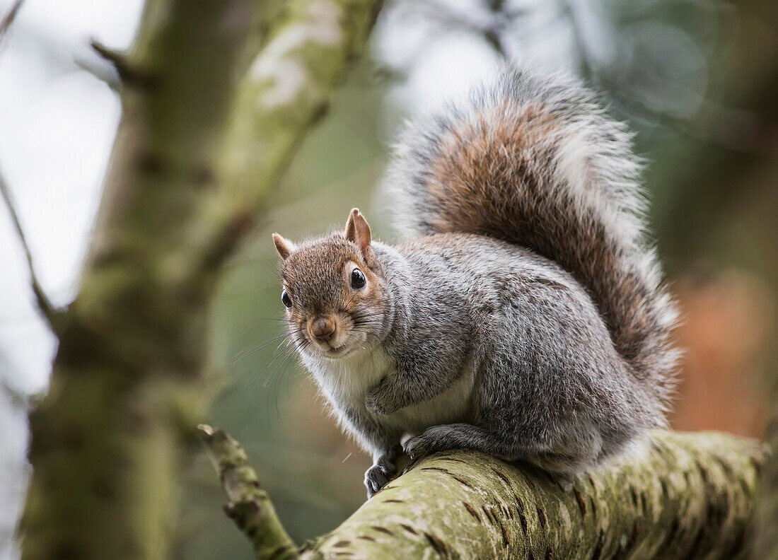 'A grey squirrel in a tree;Middlesborough teeside england'