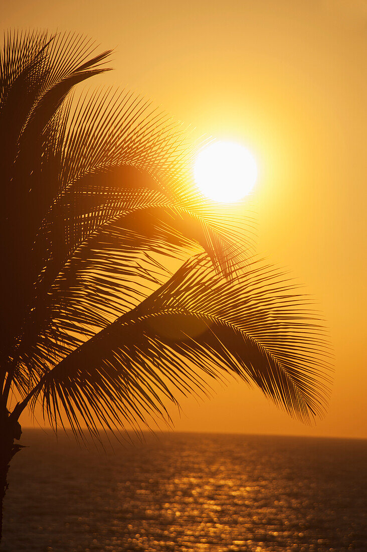 'Sunset with a palm tree;Maui hawaii united states of america'