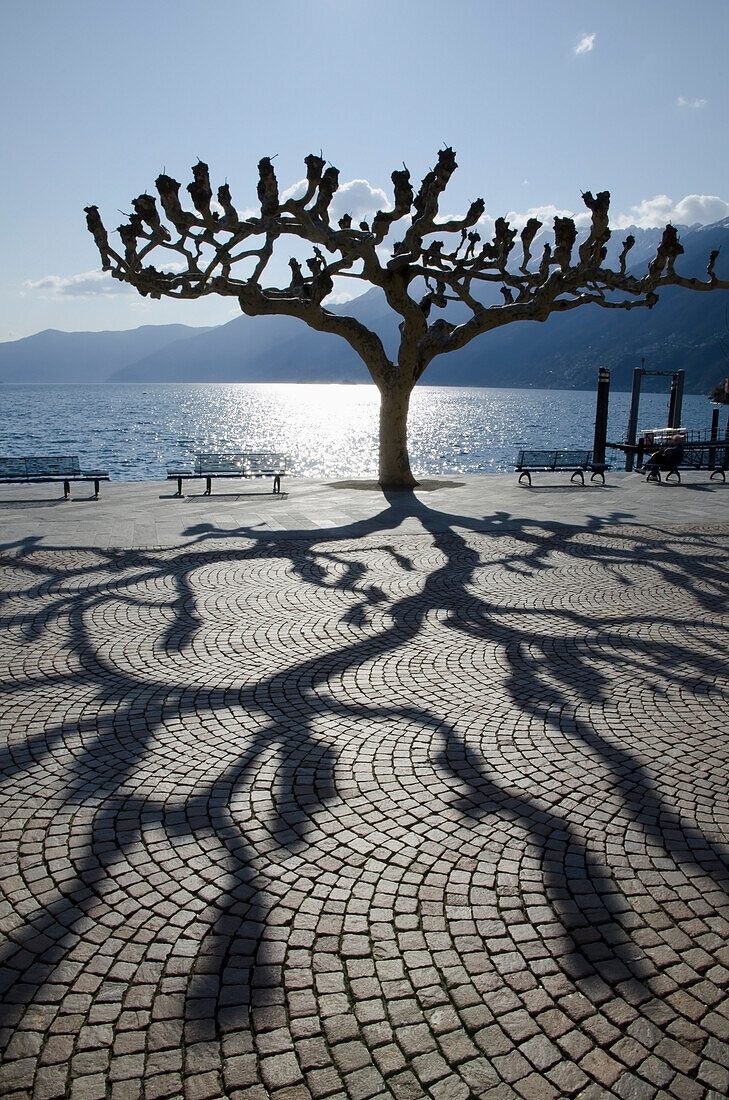 'Silhouette of a tree at the water's edge and it's shadow cast on the esplanade;Ascona ticino switzerland'