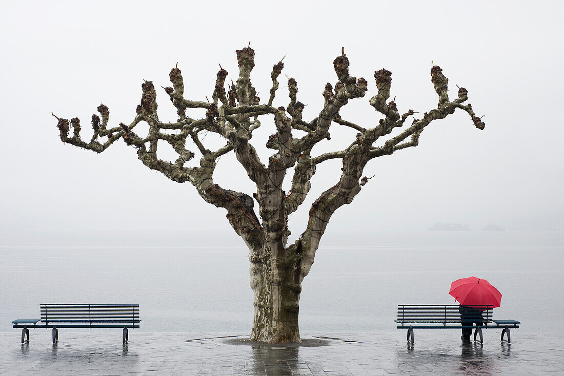 'A tree and a person with a red umbrella at the water's edge;Ascona ticino switzerland'