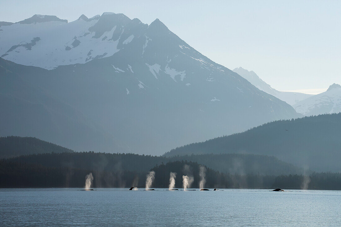'A group of humpback whales fill their lungs with air before returning to feed along a forested shoreline in inside passage;Alaska united states of america'