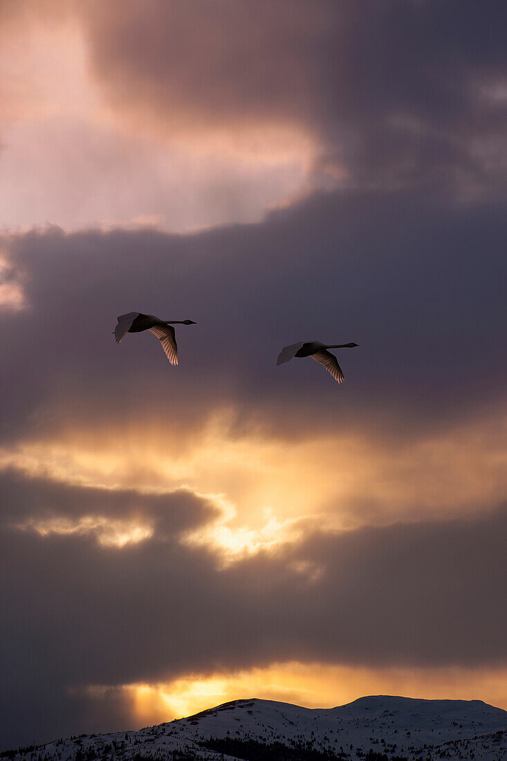 'Trumpeter swans (cygnus buccinator) take to the air at sunset above marsh lake during spring migration;Yukon canada'