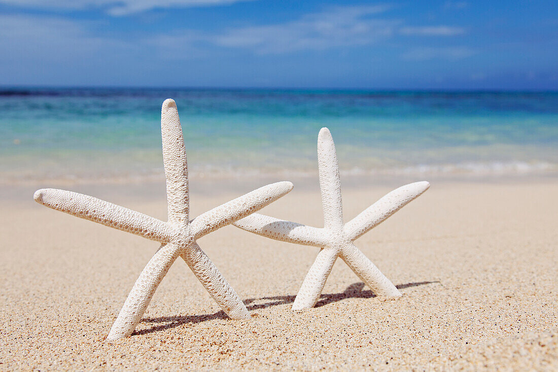 'Starfish on the beach at waimanalo;Honolulu oahu hawaii united states of america'
