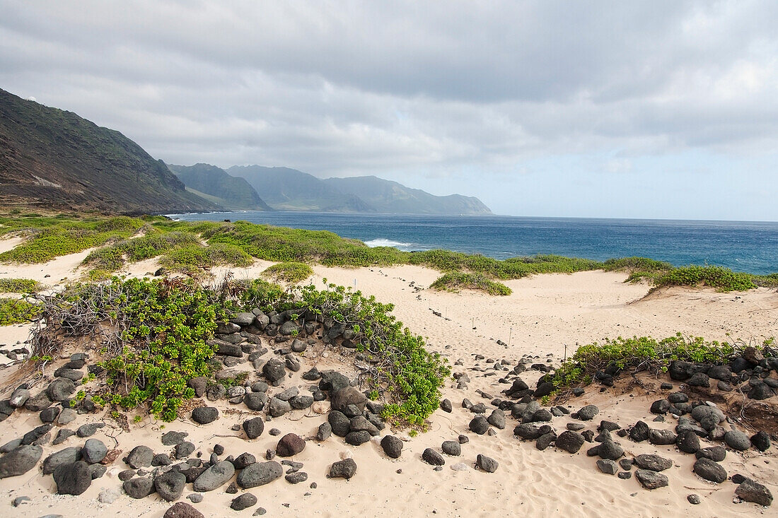 'Rocks and greenery in the sand leading to the shore;Honolulu oahu hawaii united states of america'