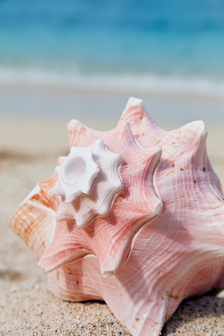 'A large conch shell on the beach;Honolulu oahu hawaii united states of america'
