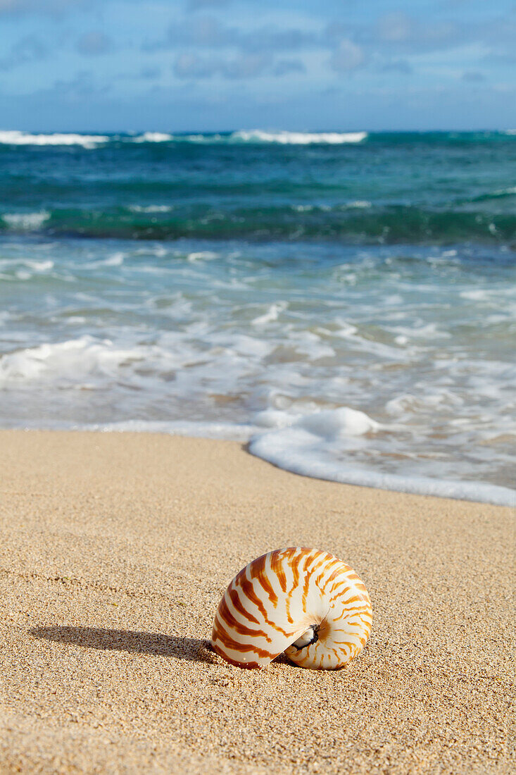 'Chambered nautilus shell on the beach;Honolulu oahu hawaii united states of america'