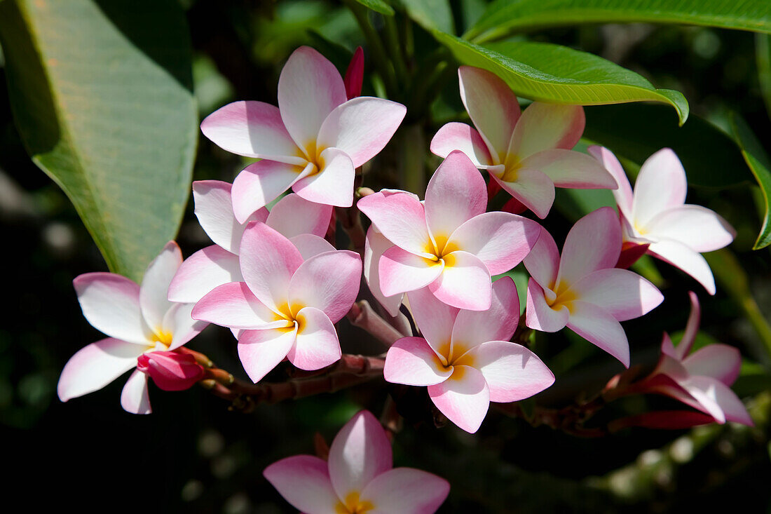 'Cluster of light pink plumerias;Honolulu oahu hawaii united states of america'