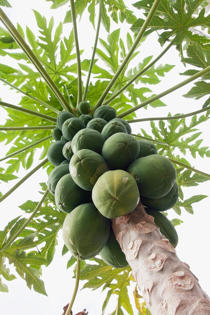 'Healthy papaya tree viewed from below;Honolulu oahu hawaii united states of america'