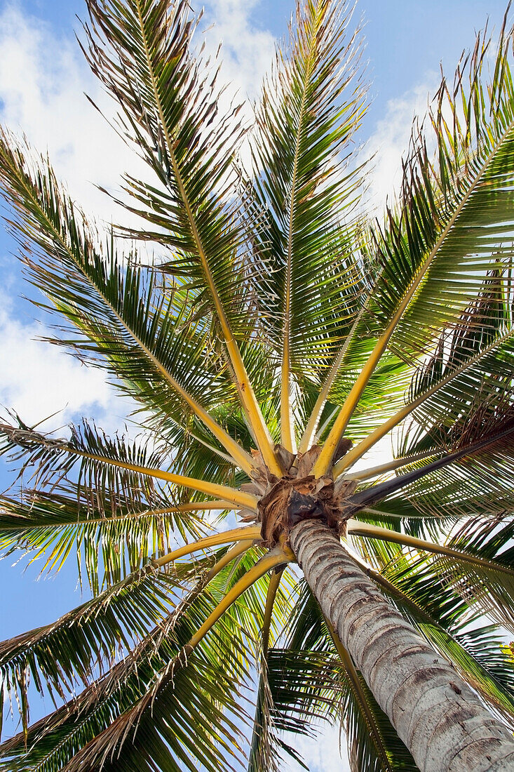 'Beautiful palm tree detail seen from below;Honolulu oahu hawaii united states of america'