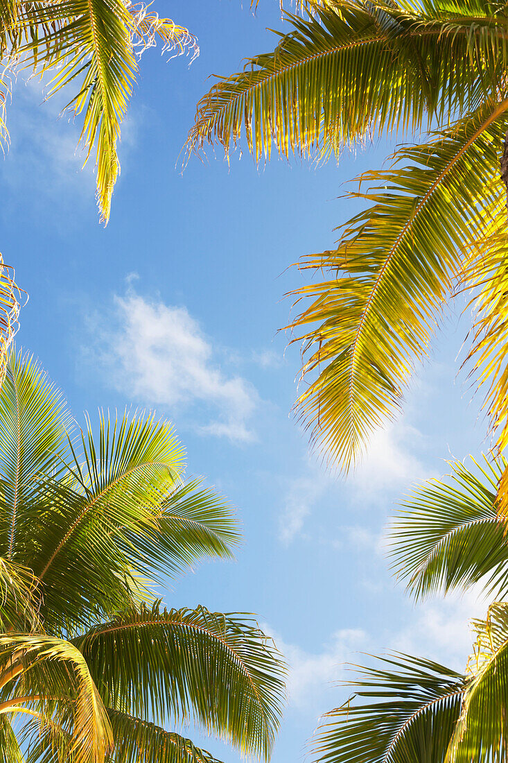 'View up to the blue sky and palm fronds;Honolulu hawaii united states of america'