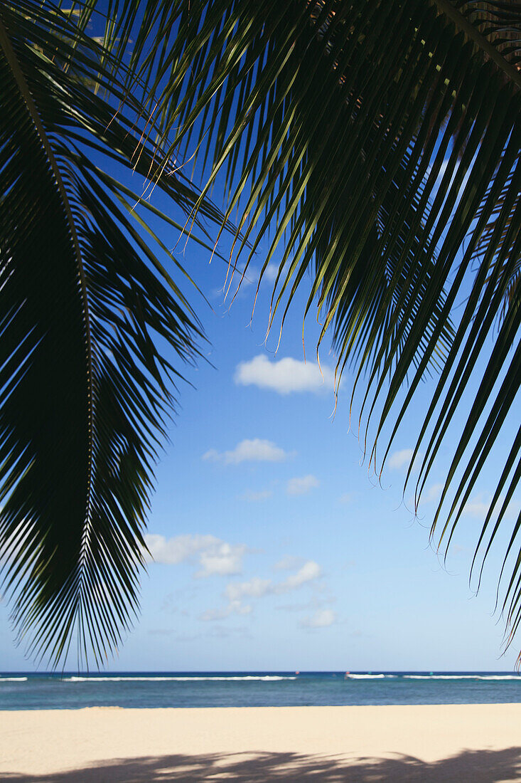 'Silhouette of palm fronds on the beach with a view out to the ocean;Honolulu hawaii united states of america'