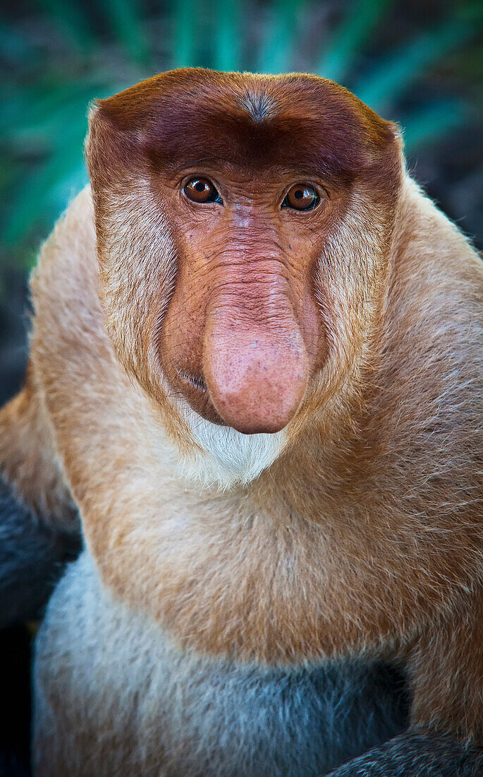 'Proboscis monkey (nasalis larvatus);Borneo'