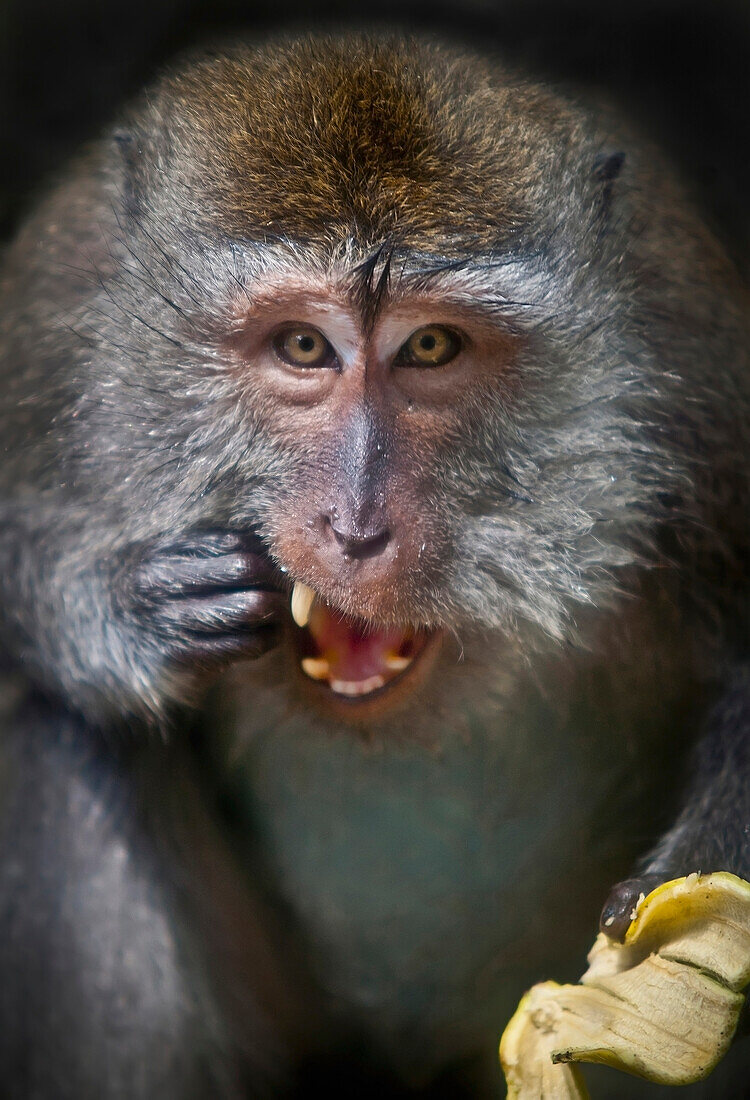'A monkey eating a banana;Ubud bali indonesia'