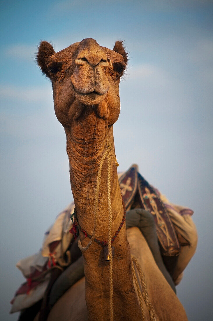 'A camel loaded with supplies on it's back;Jaisalmer india'