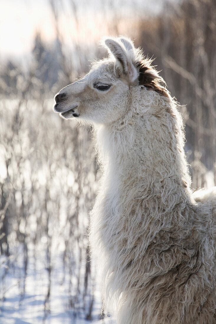 'A llama backlit in winter;Alberta canada'