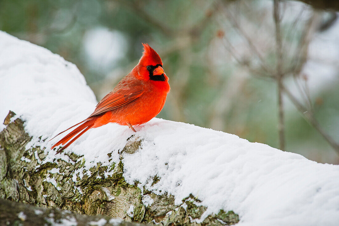 'A northern cardinal (Cardinalis cardinalis) on a snow covered tree branch;Ohio United States of America'