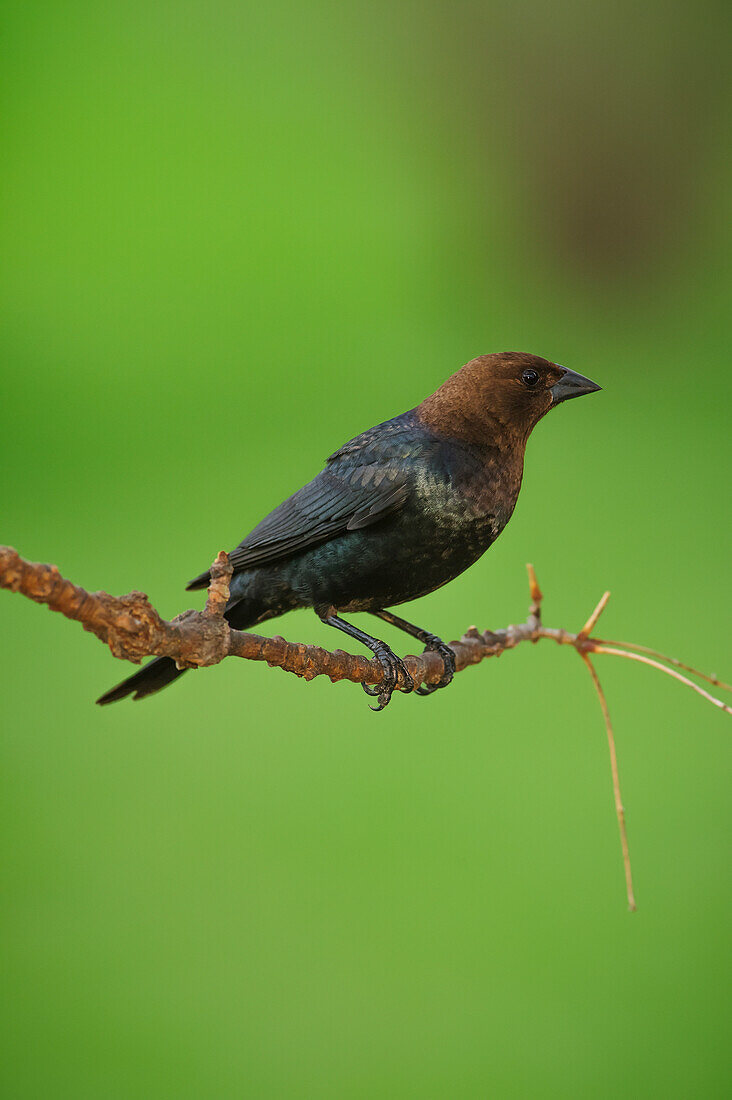 'A bird on a tree branch against a green background;Ohio United States of America'