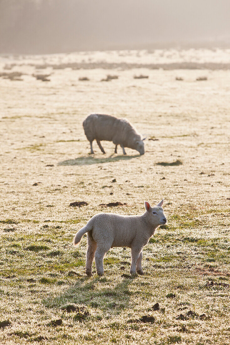 An ewe and lamb on a frosty field in the fog