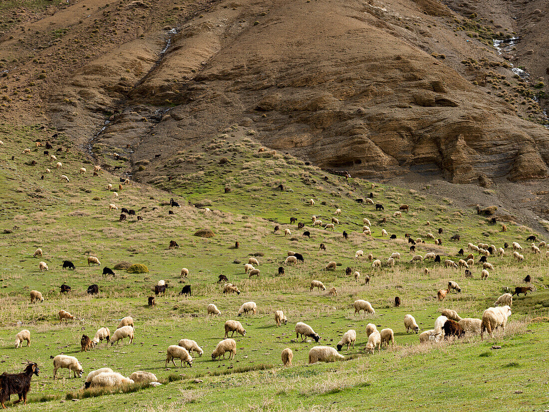 Large flocks of sheep and goats grazing in a field in a valley