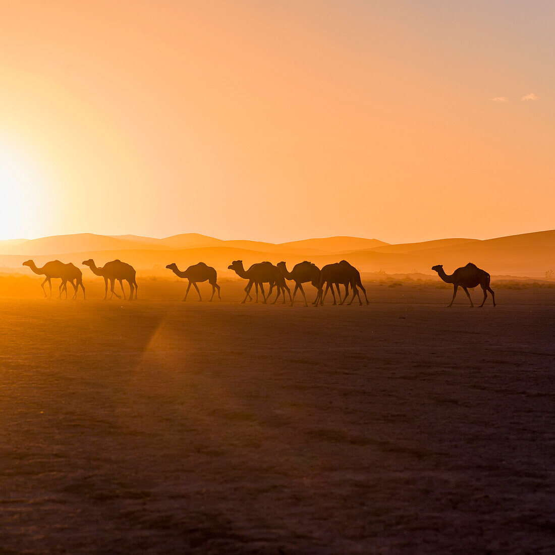 Camels walking across an arid landscape at sunset