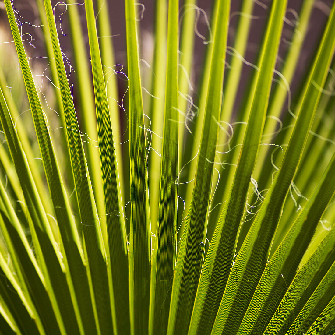 Close up of green leaves of a plant