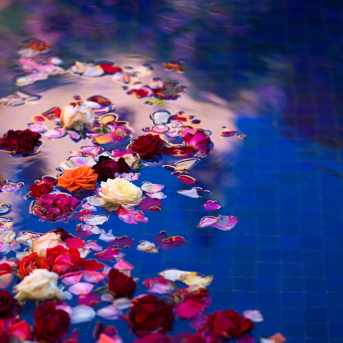 Floating roses and petals in a pool with blue tile