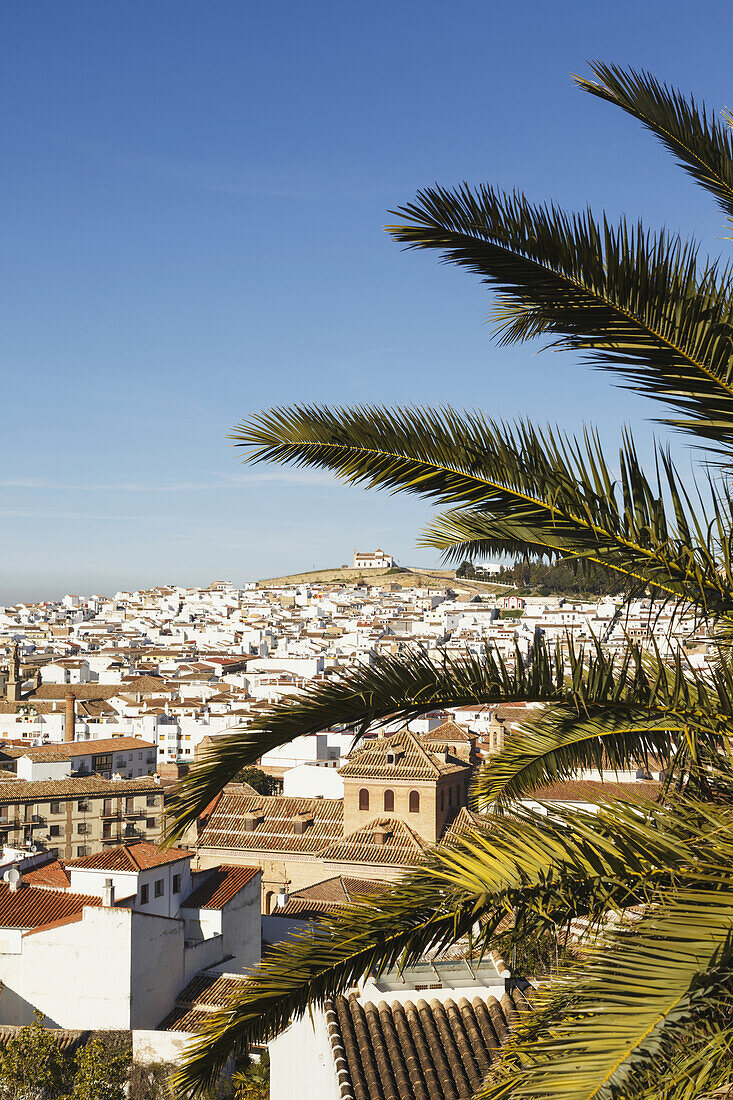 'View over the town with blue sky and palm fronds in the foreground;Antequera malaga province andalusia spain'