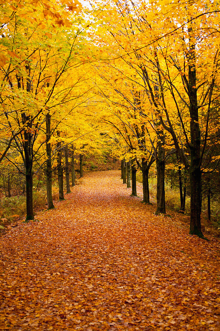 'Driveway covered in leaves in autumn;Canton shefford quebec canada'