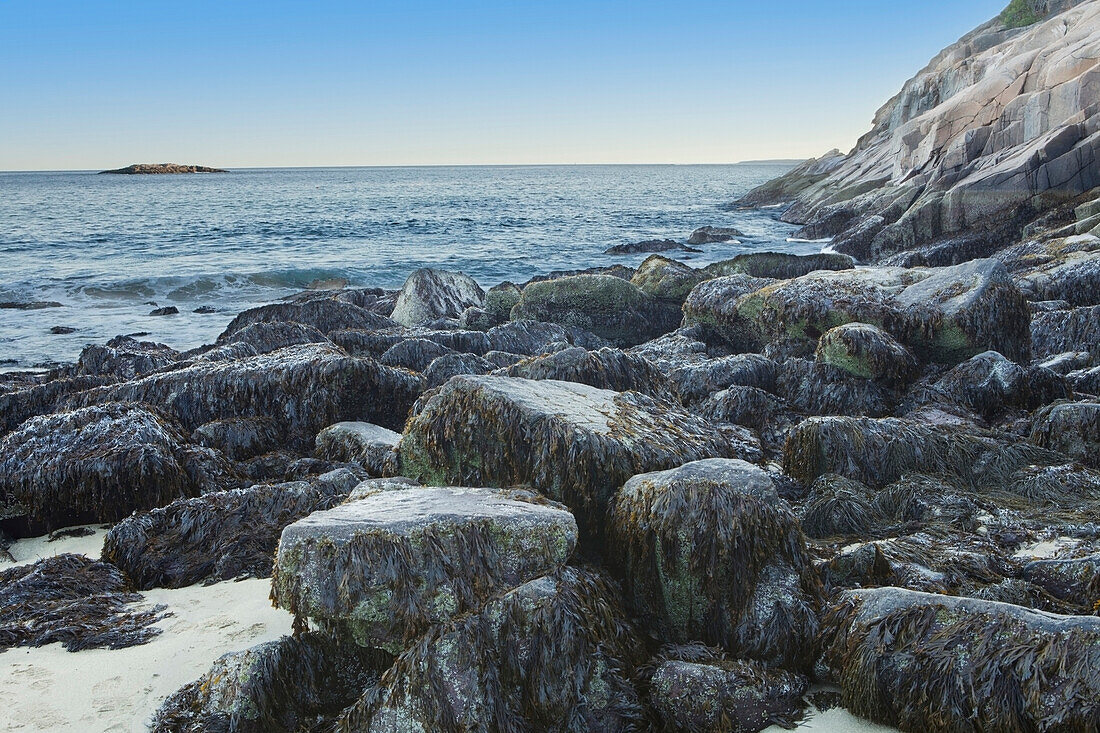 'Seaweed on rocks at the water's edge acadia national park;Maine united states of america'