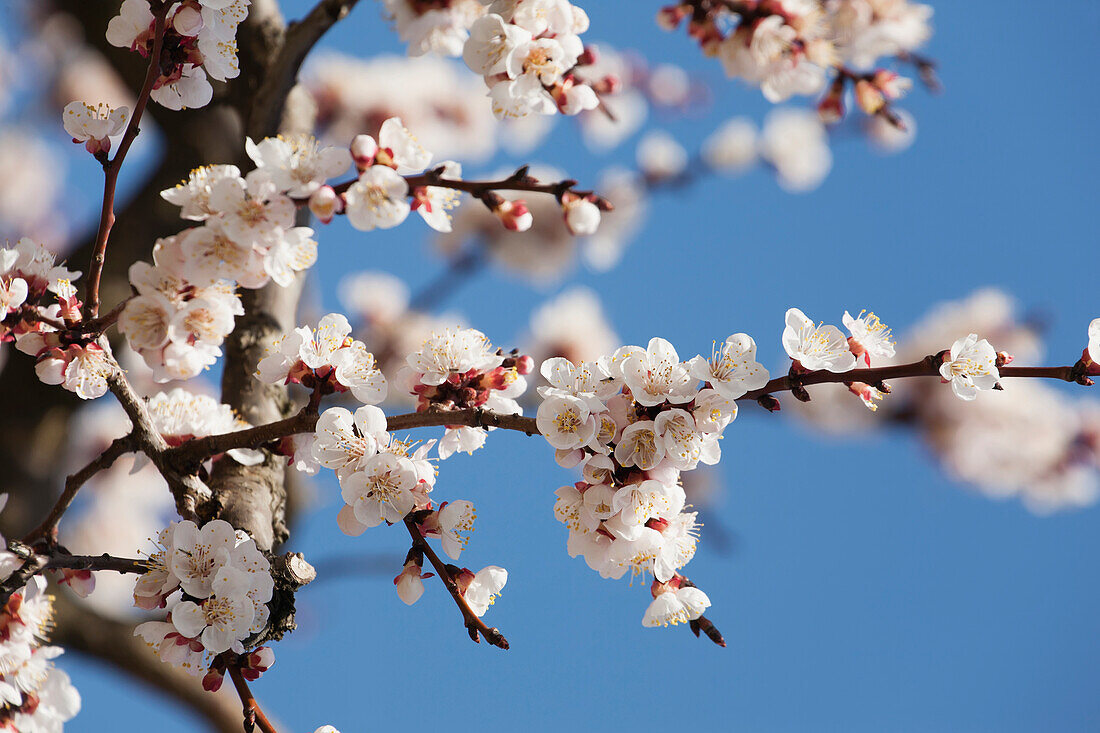 'Close up of blossoms on a flowering fruit tree with blue sky;Vineland ontario canada'