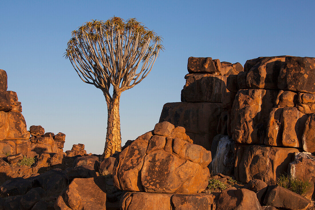 'Quiver tree and rock wall at sunset;Namibia'