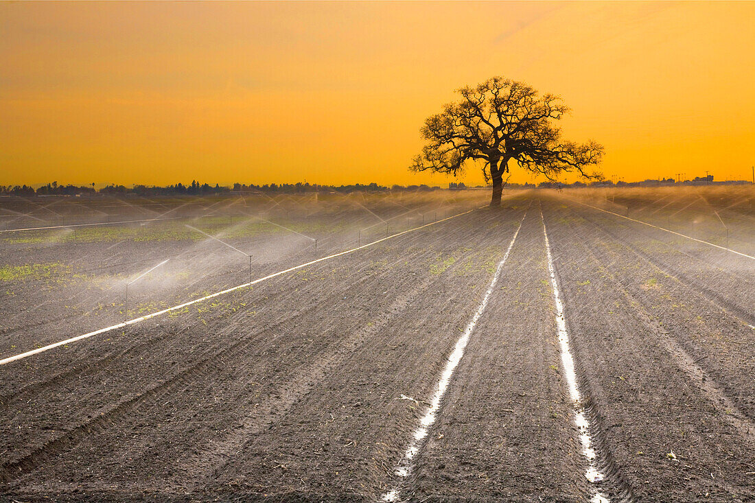 Agriculture - A freshly planted onion crop is sprinkler irrigated in early morning light with a single oak tree in the background / French Camp, San Joaquin County, California, USA.