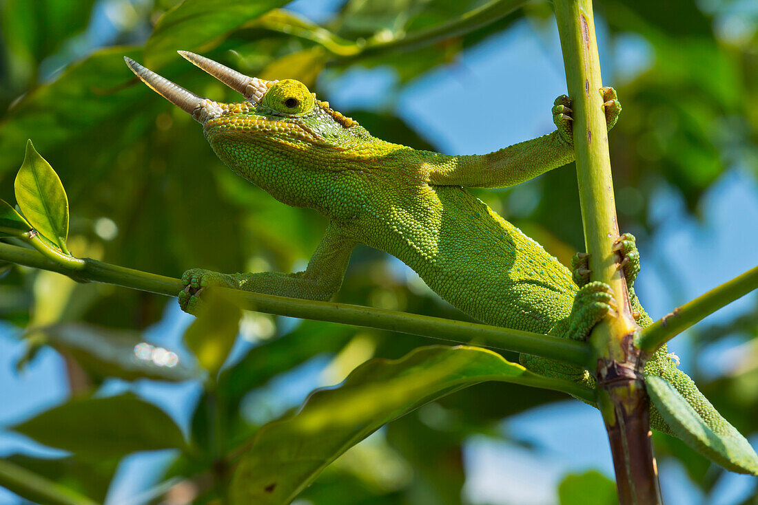 'Jackson chameleon (trioceros jacksonii) hides in the coffee trees;Holualoa hawaii united states of america'