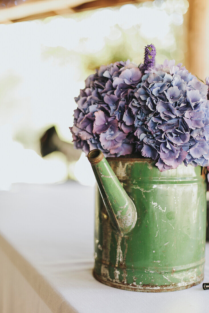 'Purple flowers in an old watering can;Pemberton british columbia canada'