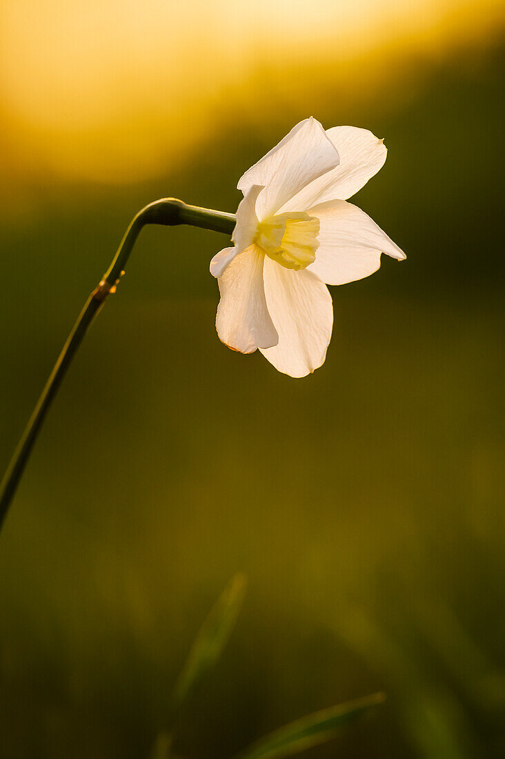 'Close up of a blossoming white flower at sunset;Ohio united states of america'