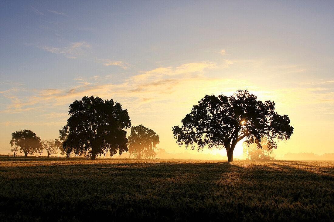 Agriculture - Maturing wheat field on a hazy morning at sunrise with Valley Oak trees in the field / near Woodland, California, USA.