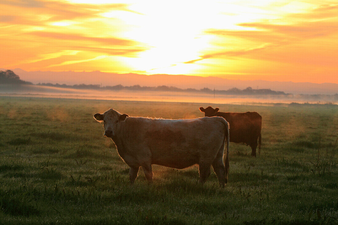 Livestock - Crossbred beef cattle on a green pasture at sunrise / near Thornton, California, USA.