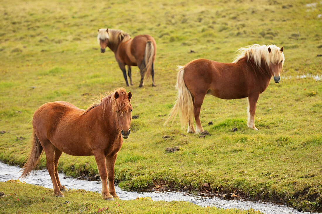 'Icelandic Horses Grazing; Vidimyri, Skagafjordur, Iceland'